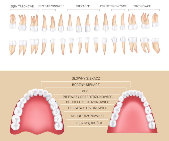 Ile zębów ma człowiek